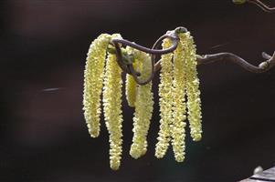 Catkins